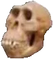 skull2