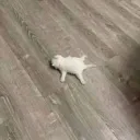 ded