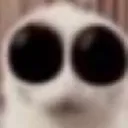 O_O O_O