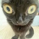 owlcat