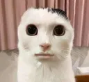 baldcatlookingweird Discord Emoji