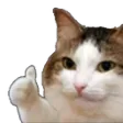 OKcat