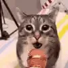 catnews catnews