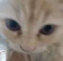 angykot angykot