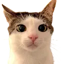 watdetuna