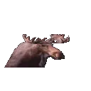moose_pointfive