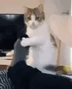 PleaseStreamer