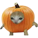 pumpkincatsad