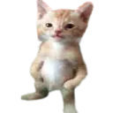 dripcat