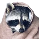 ComfyTrashPanda Discord Emoji