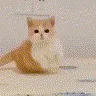cathop