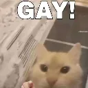GAY