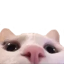 catPeek
