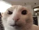 hmmcar hmmcar