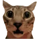 nub_pussy_shock
