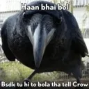 crow