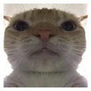 close_up_cat Discord Emoji