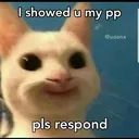 NP_AnimalCatPleaseRespond