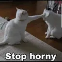 NP_AnimalCatStopHorny