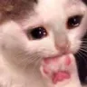 CEU_cat_mds