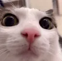 plink plink