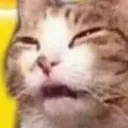 confusedcat
