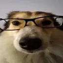 Nerd_Dog Nerd_Dog