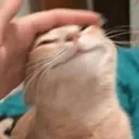 patpat