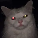 AngyKitty
