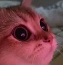 catmonka