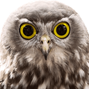 owlstare owlstare