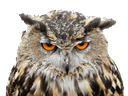 owlpissed owlpissed
