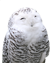 owlsmile owlsmile