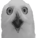 owlpog owlpog