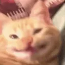 cathappy