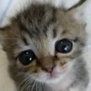 stare