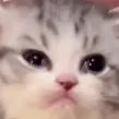 retardcat