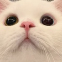 Katzetraurig Discord emoji
