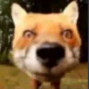 foxstare