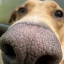 i_can_smell_you i_can_smell_you