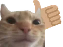 catthumbsup2