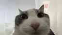 Cat10