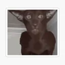 stsmall507x507pad600x600f8f8f8