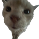 prettykitty Discord emoji