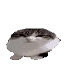 wawa wawa