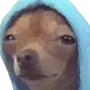 doge