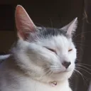 Bagel