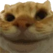 Sisi