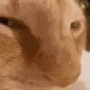 Sus Cat Discord Emoji