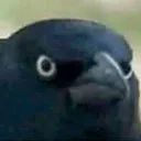 crowofanger